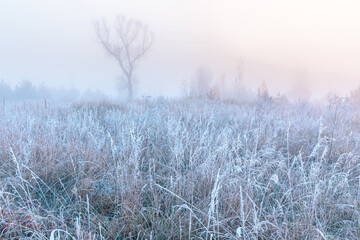 November frosty morning. Beautiful autumn misty cold sunrise landscape. Fog and hoary frost at scenic high grass meadow.