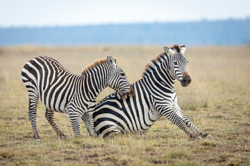 Fototapeta na wymiar Zebra with blue eyes playing with a smaller zebra in open plains of Amboseli in Kenya