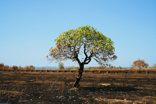 Alone in the field