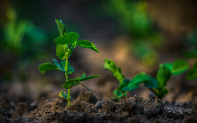 life in the garden