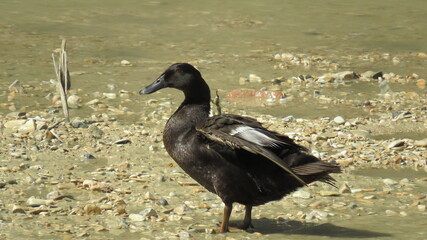 Anatra migratrice 