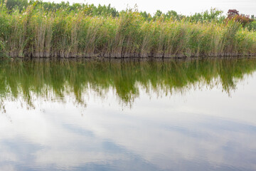 The reed meadow by the lake is reflected in the calm water. Natural beautiful background.
