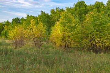 The yellow bush in the park turns yellow in autumn. Natural rural autumn background.
