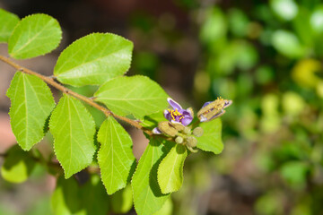 Crossberry flower