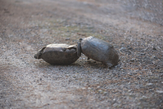 Two Gopher Tortoises FIght