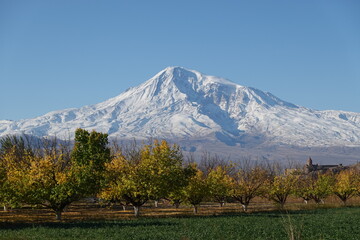 A row of yellow autumn trees against the background of fields and snow-capped peaks of Ararat, Khor Virap Monastery, Armenia