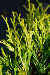 Sawara cypress Sungold