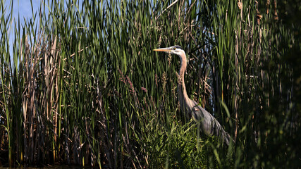 Great Blue Heron