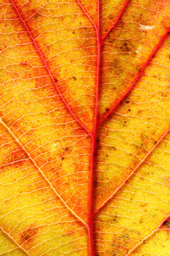 Macro photo of a beautiful autumn leaf changing colors