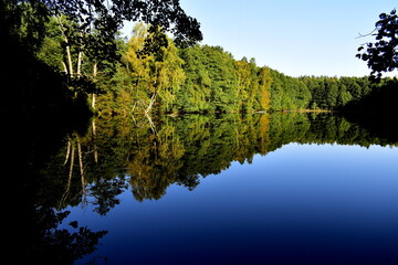 reflection of trees in water
