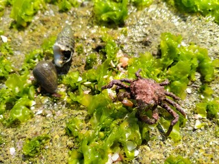 
Exotic sea crab in seaweed on the rocks by the beach
