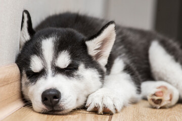 Fototapeta na wymiar Husky puppy is sleeping on the floor. Cute puppy of husky is sleeping