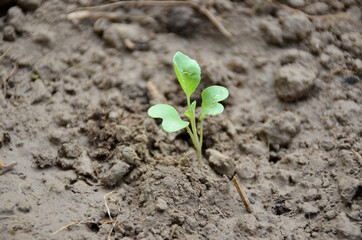 the small ripe green cabbage plant seedlings in the garden.
