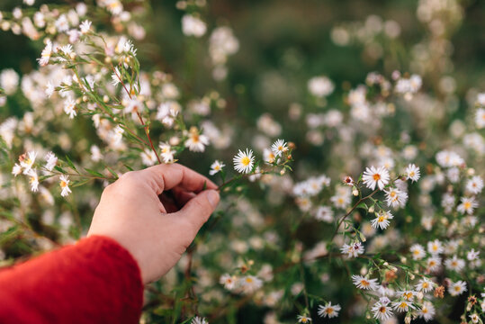 hand picking autumn wildflowers