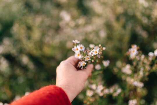 hand picking autumn wildflowers