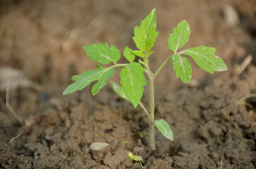 bunch the small ripe green tomato plant seedlings in the garden.