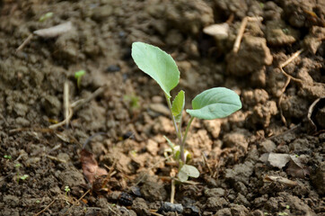 the small ripe green cabbage plant seedlings in the garden.