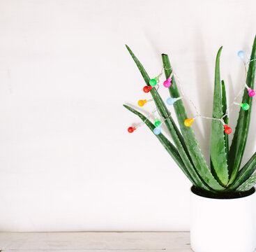 A pimped Aloe vera plant.