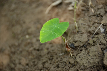 bunch the small ripe green arabic plant seedlings in the garden.