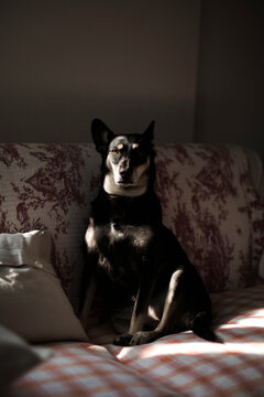 Little dog sits in the shadow on sofa with eye enlighted by sunray