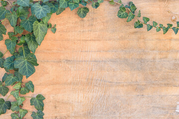 Ivy leaves and branches on old plywood
