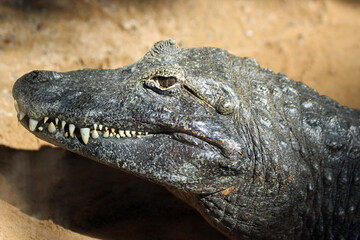 Krokodilkaiman
