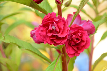 the beautiful pink color flower with leaves in the garden.