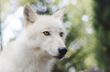 Obraz premium white wolf portrait