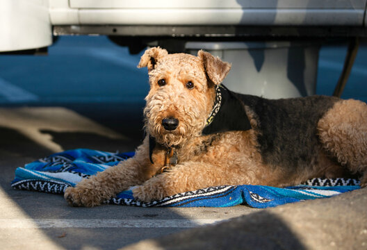 Cute Airdale Terrier Terrier looking at the camera