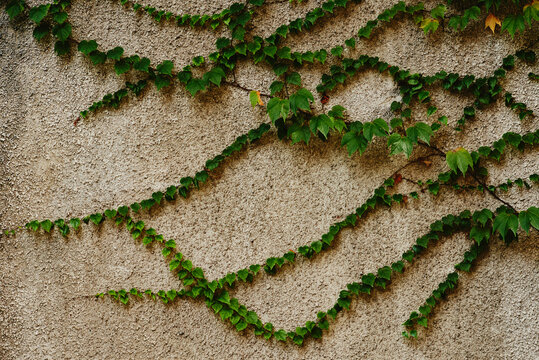 green ivy on grey wall