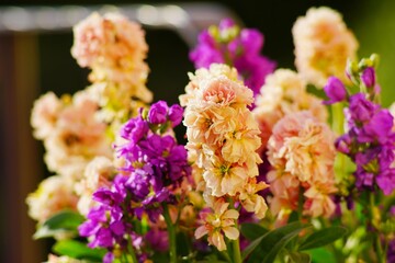 .......冬に咲く色とりどりの金魚草