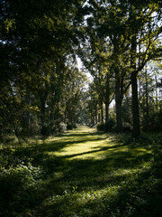 Enjoy the beautiful nature in the Netherlands, Zeeland, Renesse