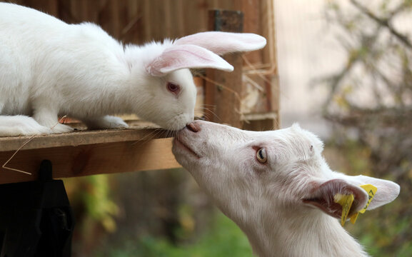 Rabbit and Goat touching noses
