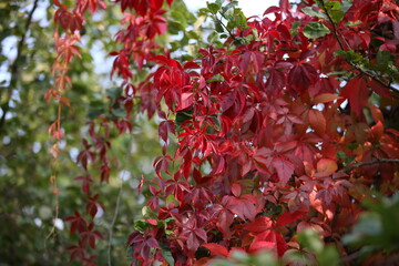 Obraz premium Red carved leaves of an ornamental plant illuminated by the sun on a blurred background of green foliage in the garden.Autumn image of wild grapes.Parthenocissus.Russia