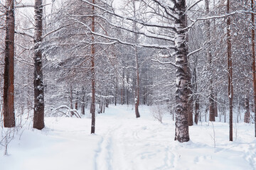Winter forest landscape. Tall trees under snow cover. January frosty day in the park.