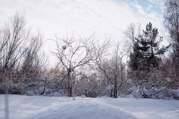 Fototapeta na wymiar Winter forest landscape. Tall trees under snow cover. January frosty day in the park.