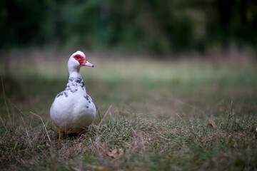 Canard