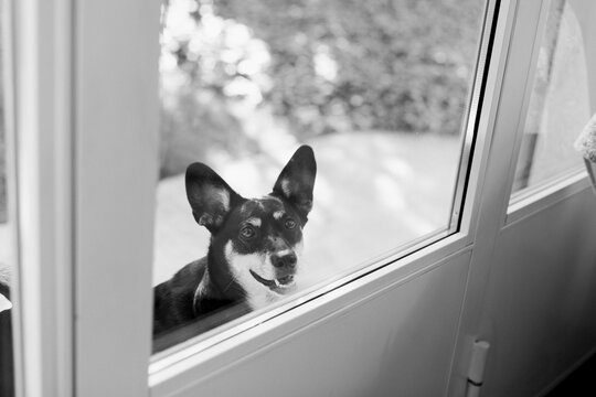 Black and white image of little dog waiting out of the door