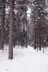 Winter forest landscape. Tall trees under snow cover. January frosty day in the park.