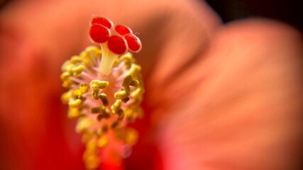 Fototapeta premium macro hibiscus