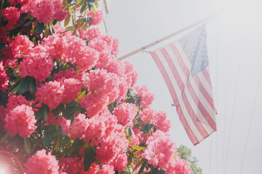 Sunlit flowers and American flag