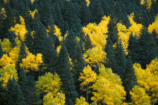 Field of Aspens