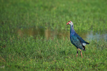 Grey-headed swamphen - Porphyrio poliocephalus, beautiful colored bird from Asian fresh waters, Sri Lanka.