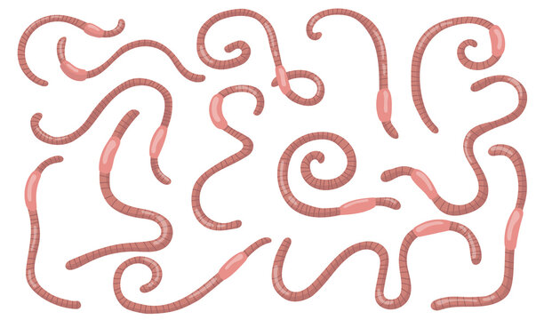 Curled worms set. Pink wiggling earthworms isolated on white background, Flat vector illustration for soil, nature, wildlife, fishing concept.