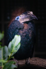 Nashornvogel © Peter
