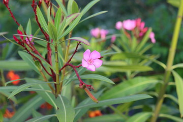 pink flower