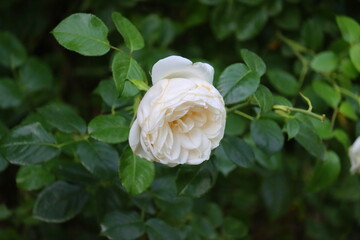 white rose in garden