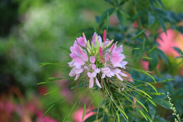 pink flower of a thistle