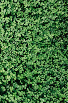 Pattern of clover
