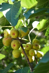 figs on tree